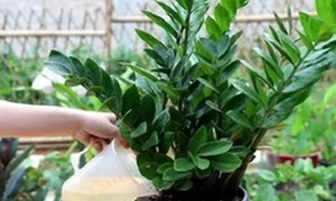 6 sai lầm khi trồng cây kim tiền khiến cây nhanh tàn, tài lộc khó tụ