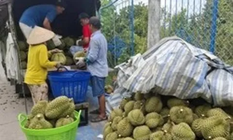 Sầu riêng rớt giá thê thảm