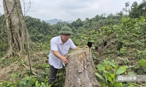 Phá hơn 4.000m2 rừng phòng hộ, hai anh em bị phạt nặng