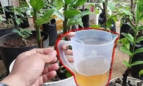 5 "nước uống" yêu thích nhất của cây kim tiền