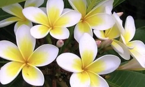 Cảnh báo ngộ độc từ những cây cảnh "ngắm thì đẹp, chạm thì nguy" trong vườn nhà