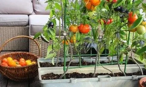 7 loại cây tốt nhất để trồng ở ban công: Vừa được thu hoạch trái ăn, vừa đẹp mắt