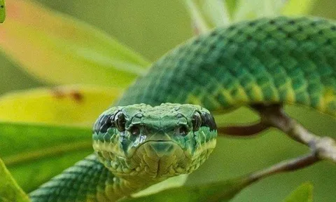 Đang ngồi ở nhà, người đàn ông 41 tuổi bị loài rắn "cực độc" cắn