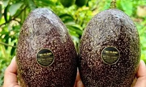 Bơ 160.000 đồng/kg vẫn ‘cháy hàng’, khách muốn mua phải đặt trước cả tháng
