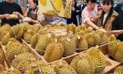 Kéo cả vali đi gom sầu riêng: Người phụ nữ gây sốt khi mua 14kg với giá chỉ 1 triệu đồng