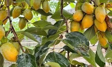Lời khuyên dành cho các gia đình đang trồng cây hồng