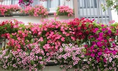 8 loại hoa nở quanh năm không biết mệt, lại còn dễ trồng dễ chăm