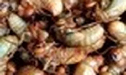 Ăn ve sầu, nhiều người nhập viện