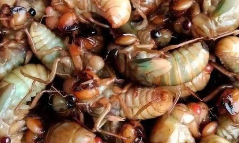 Tò mò ăn ve sầu chiên, nhiều người phải cấp cứu sau bữa ăn