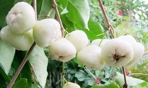 Thứ quả quê chín rụng ít ai nhặt: Sang nước ngoài giá vài trăm nghìn/kg, được ví như 'vua trái cây'