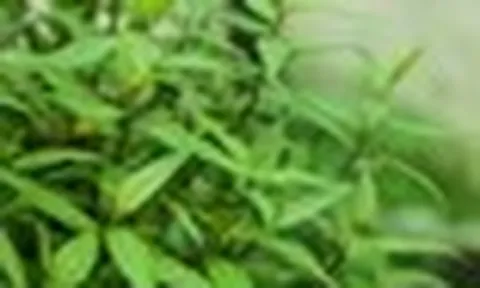 Lời khuyên dành cho các gia đình đang trồng rau răm