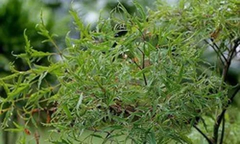 3 lý do bạn nên trồng một cây đinh lăng trong nhà