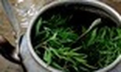 5 lưu ý khi uống lá đinh lăng