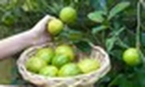 5 lý do vì sao bạn nên trồng 1 cây chanh trong nhà