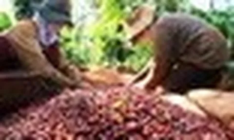 Giữa 'cơn bão' giảm giá, một mặt hàng của Việt Nam vẫn đón tin vui lớn từ EU
