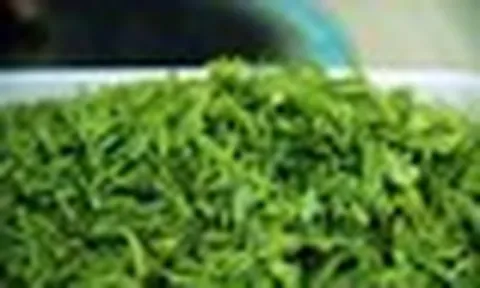 Loại lá chống rụng tóc, kích thích mọc tóc cực hay, dùng hằng ngày phòng cả ung thư: Bán đầy chợ Việt