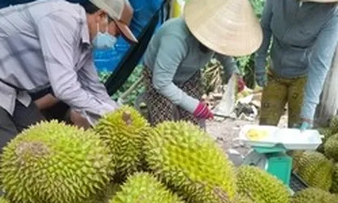 Sốt ruột vì giá sầu riêng chưa thoát đáy
