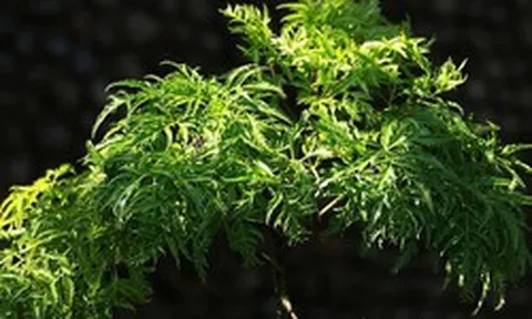 Vì sao người xưa thường trồng một cây đinh lăng trong nhà?