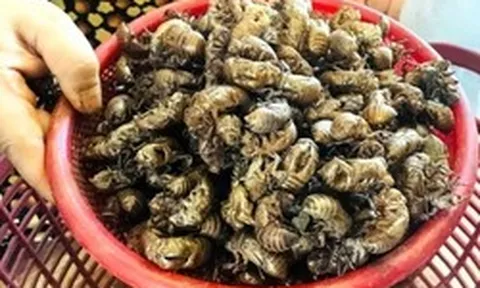 Thương lái bất ngờ thu mua 1 loại xác động vật giá 2 triệu đồng/kg, người dân đổ xô vào rừng tìm