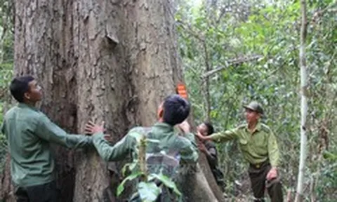 Loại gỗ quý cần 800 năm mới có thể thu hoạch: Một cây cổ thụ ở Việt Nam từng được trả giá hơn 26 tỷ đồng