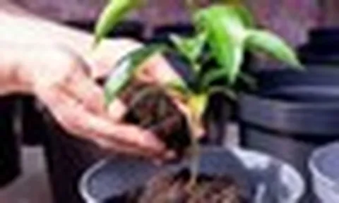 3 lý do nên có một cây chanh trong nhà
