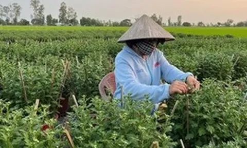 Loài cây tưởng chỉ trưng cho đẹp, ai ngờ còn là thuốc quý được Mỹ đánh giá cao: Người Việt dùng nhiều mà ít biết
