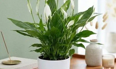 Tại sao mỗi bàn học nên có một chậu lan ý?