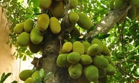 Lời khuyên cho các gia đình trồng cây mít