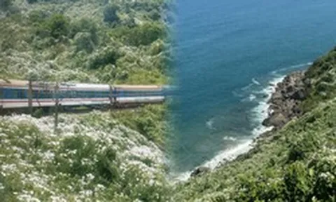 Mải mê xem “tuyết mùa hè” trên đèo Hải Vân, ít ai ngờ đây là sát thủ đẹp mà lì khiến miền Trung đau đầu tìm cách tiêu diệt