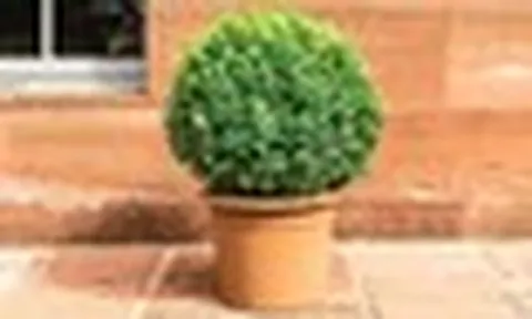 3 lý do nên trồng cây hoàng dương trước cửa nhà