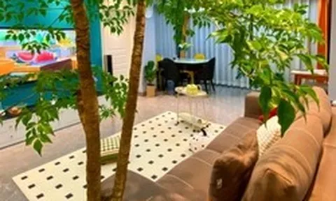 3 lý do vì sao nên có 1 chậu cây ở phòng khách