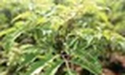 3 lý do đinh lăng được ví là "sâm Nam" của người Việt