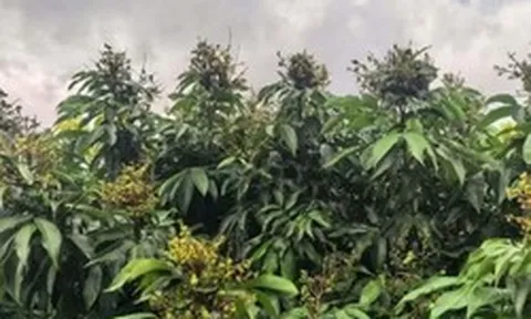Sau sầu riêng tự trồng, Trung Quốc quyết tâm ‘làm giàu’ với loại quả Việt Nam đang trồng rất nhiều: Xuất khẩu tăng 40%, thu gần 1 tỷ đồng/ha