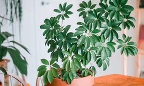 5 loại lá cây cảnh phổ biến có tác dụng kỳ diệu cho sức khỏe