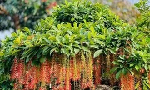 Hiện tượng lộc vừng nở hoa