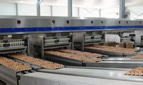 “Cỗ máy” sản xuất 1 triệu quả trứng/ngày của tỷ phú Trần Đình Long: Nuôi 1,2 triệu con gà, vận hành bằng robot châu Âu