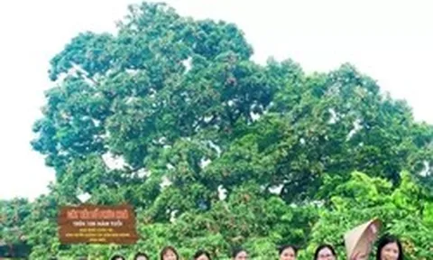 Điều đặc biệt về cây vải thiều 'báu vật' ở Bắc Ninh