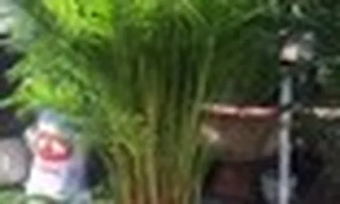 2 cây nên trồng trước nhà, 3 cây hợp trồng sau nhà
