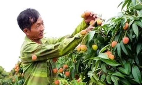 Khóc, cười mùa vải thiều Bắc Ninh
