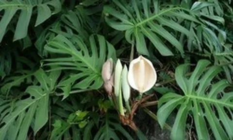 Hiện tượng trầu bà nở hoa