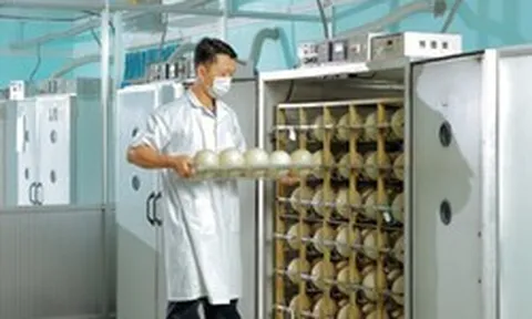 Trung tâm làm ra quả trứng nặng 1,5kg giá nửa triệu của một đại gia Việt: Chi phối 60% thị phần, công nhân phải canh hứng từng quả trứng