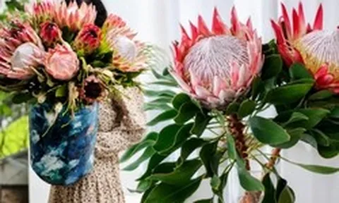 Thảo đường Hoàng đế - "Vua của các loài hoa" đang được các phú bà Việt tìm mua: Giá cả triệu/bông mà chơi suốt tháng