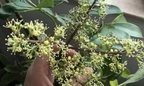 Hiện tượng cây ngũ gia bì nở hoa