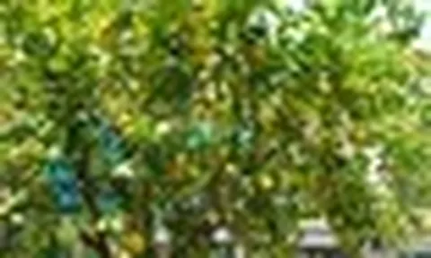 10 loại cây "hút" vượng khí, rất nên trồng trong nhà