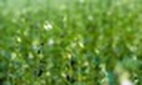 Việt Nam có loại hạt "quét sạch" mỡ máu xấu, cực tốt cho não bộ: Ngày ăn 1 thìa, hiệu quả bất ngờ