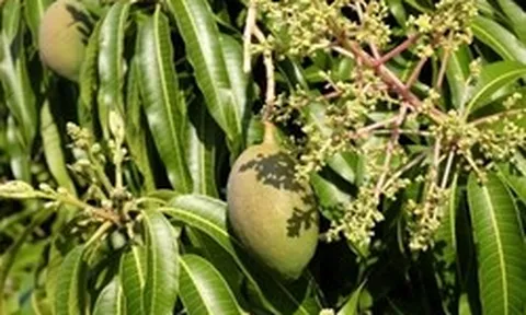 Hiện tượng cây xoài nở hoa