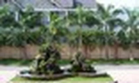 4 loại cây người xưa ưu tiên trồng trước nhà: Hóa ra đều có lý do