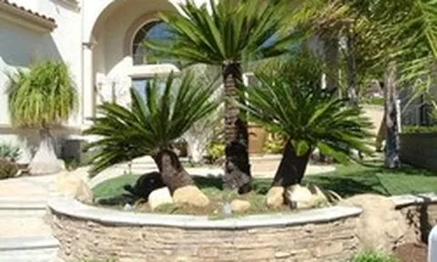 Lợi ích khi trồng cây vạn tuế