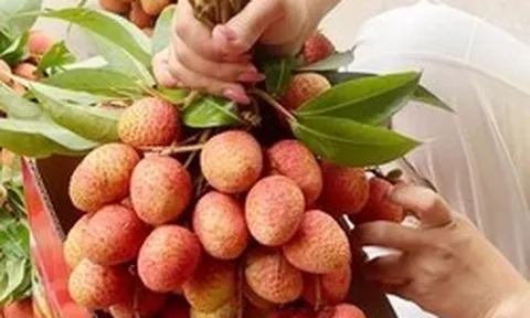 Kỷ lục: 300.000 đồng/kg vải thiều bán tại vườn