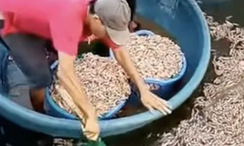 50.000 con tôm chết trắng, chủ hồ phát hiện vật lạ dưới đáy ao